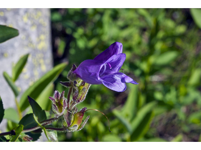 Penstemon fruticosus (Bush penstemon) #35111