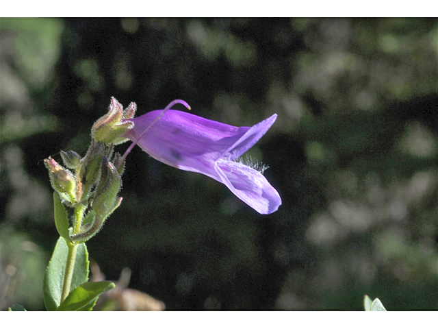 Penstemon fruticosus (Bush penstemon) #35113