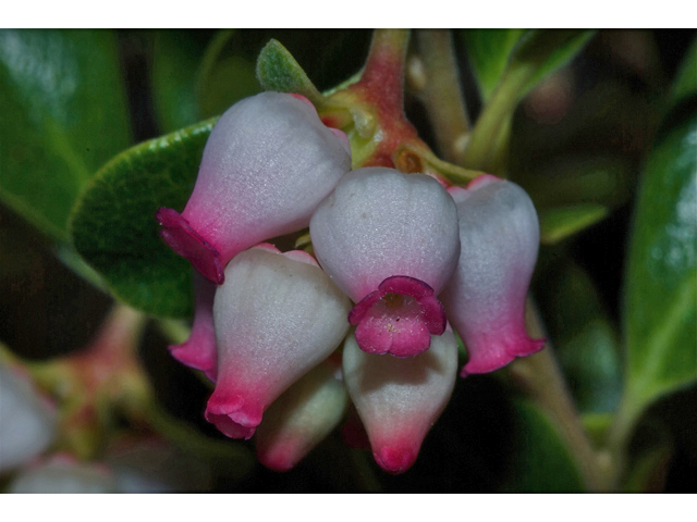 Arctostaphylos uva-ursi (Kinnikinnick) #35121