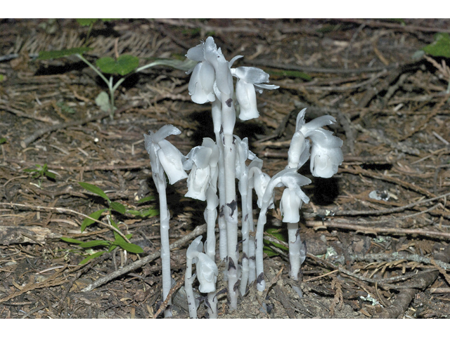 Monotropa uniflora (Indianpipe) #35165