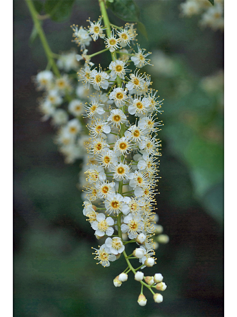 Prunus virginiana var. melanocarpa (Black chokecherry) #35177