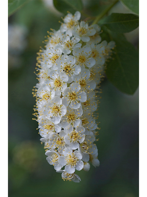 Prunus virginiana var. melanocarpa (Black chokecherry) #35180