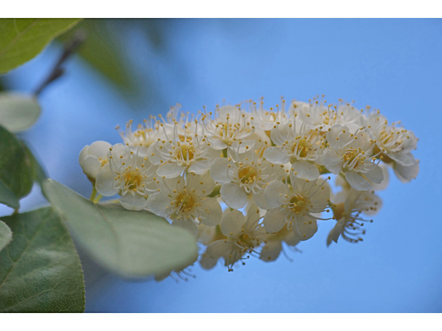 Prunus virginiana var. melanocarpa (Black chokecherry) #35181