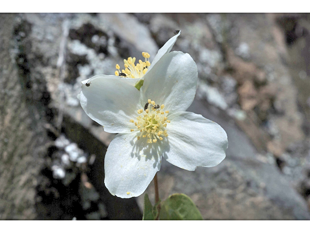 Philadelphus lewisii (Lewis' mock orange) #35207