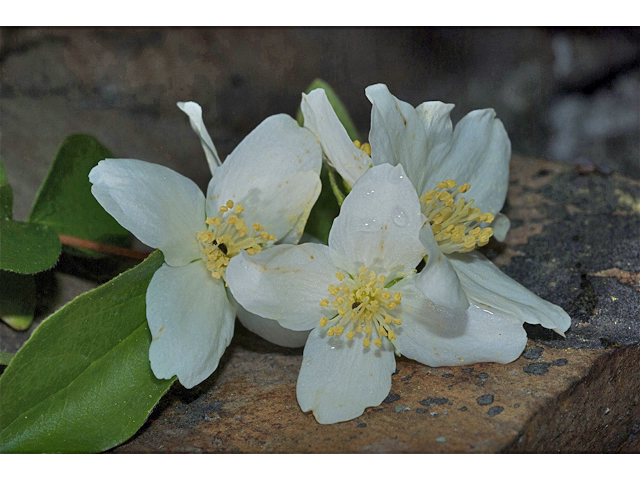 Philadelphus lewisii (Lewis' mock orange) #35208