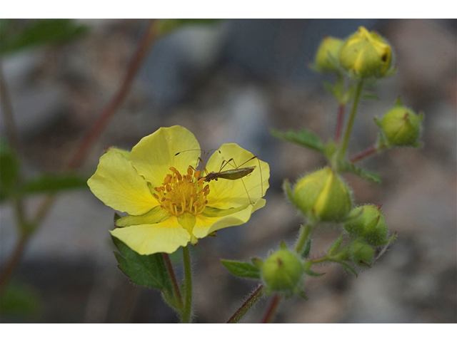 Potentilla flabellifolia (High mountain cinquefoil) #35229