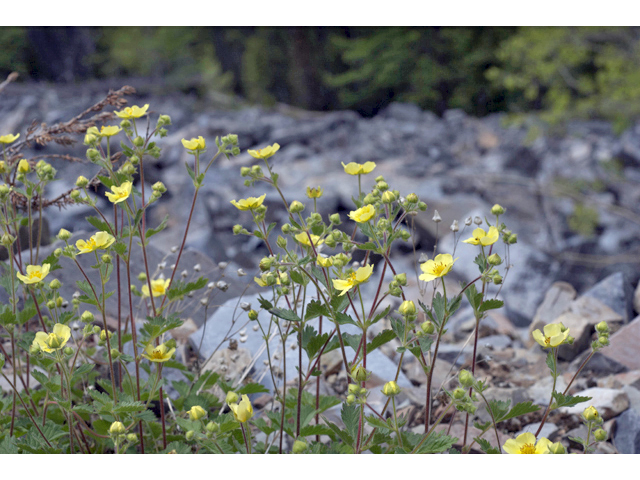 Potentilla flabellifolia (High mountain cinquefoil) #35230