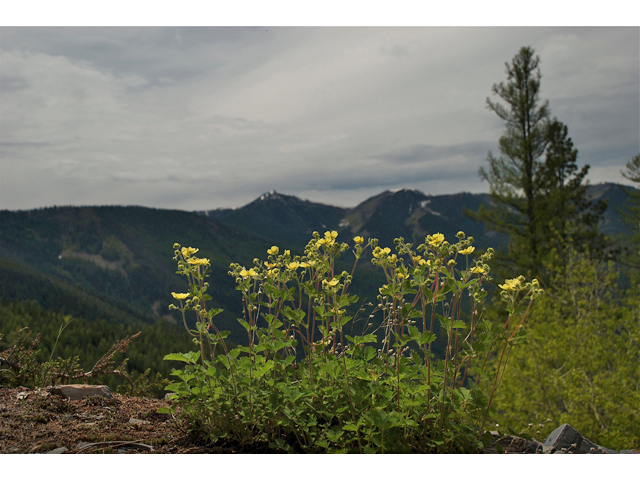 Potentilla flabellifolia (High mountain cinquefoil) #35231