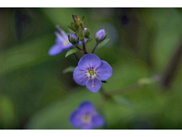 Veronica americana (American speedwell) #35237