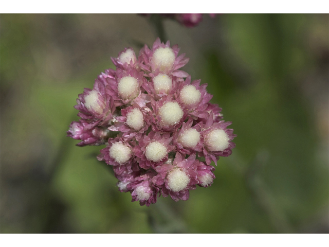 Antennaria microphylla (Littleleaf pussytoes) #35238