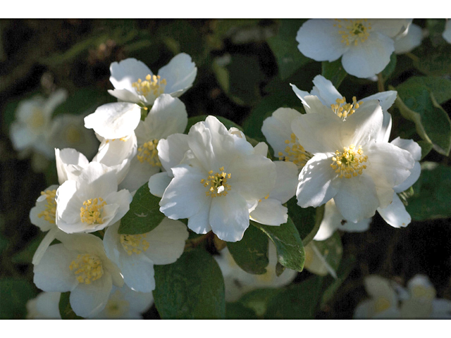 Philadelphus lewisii (Lewis' mock orange) #35243