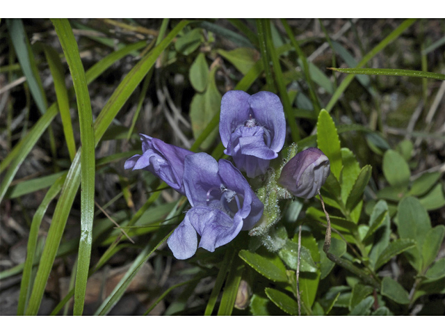 Penstemon fruticosus (Bush penstemon) #35261