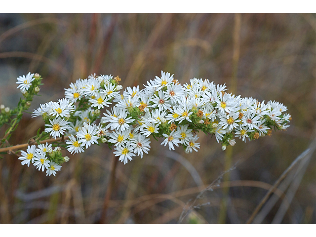 Symphyotrichum ericoides (White heath aster) #35284