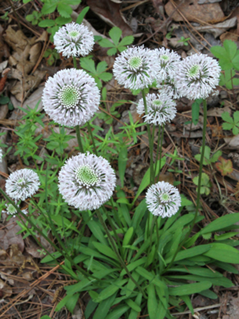 Marshallia obovata var. scaposa (Spoon-shaped barbara's buttons) #45102