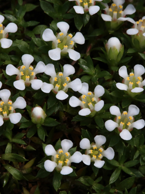 Pyxidanthera brevifolia (Littleleaf pixie-moss) #45108