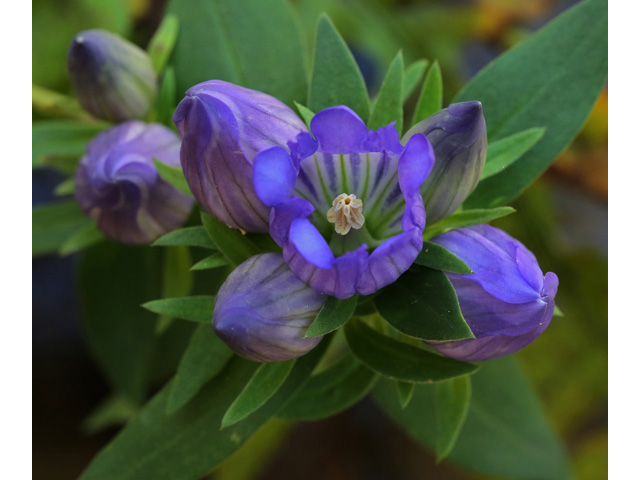 Gentiana catesbaei (Elliott's gentian) #46460