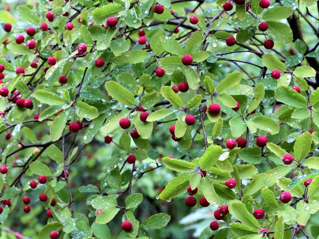 Ilex mucronata (Catberry) #46464