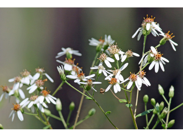 Doellingeria sericocarpoides (Southern whitetop) #58994