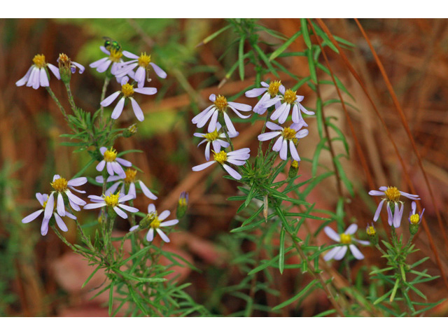 Ionactis linariifolius (Flaxleaf whitetop aster) #58999