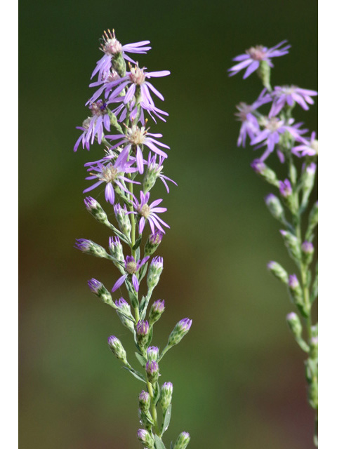 Symphyotrichum concolor (Eastern silver aster) #59018