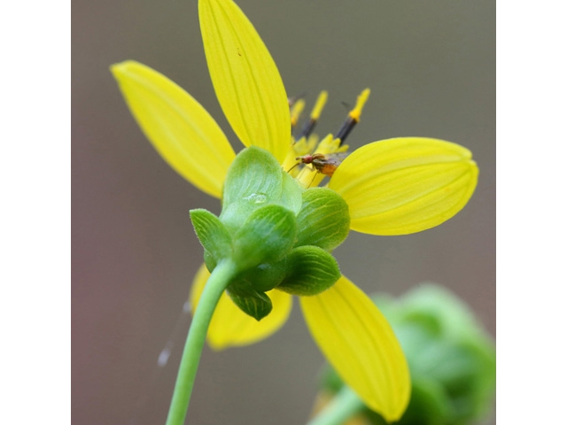 Silphium compositum (Kidney-leaf rosinweed) #59035