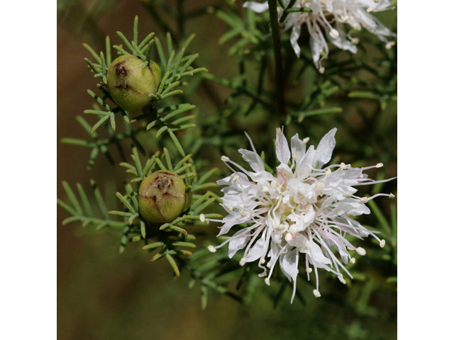 Dalea pinnata var. pinnata (Summer farewell) #59042