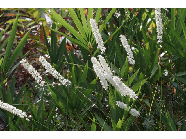 Tofieldia glabra (Carolina bog-asphodel) #59049