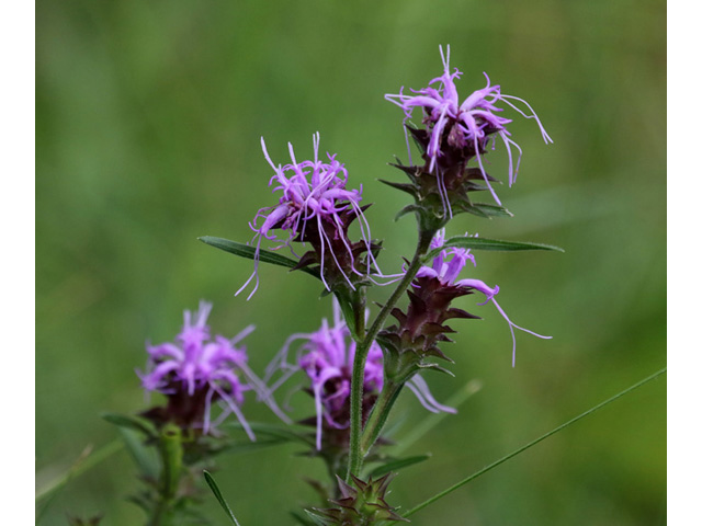 Liatris squarrosa var. squarrosa (Scaly blazing star) #59061