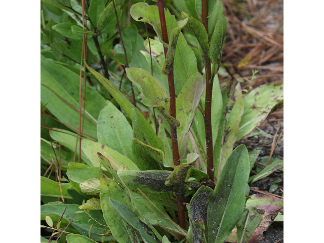 Carphephorus odoratissimus (Vanillaleaf) #59072