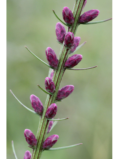 Liatris spicata var. resinosa (Dense blazing star) #59099