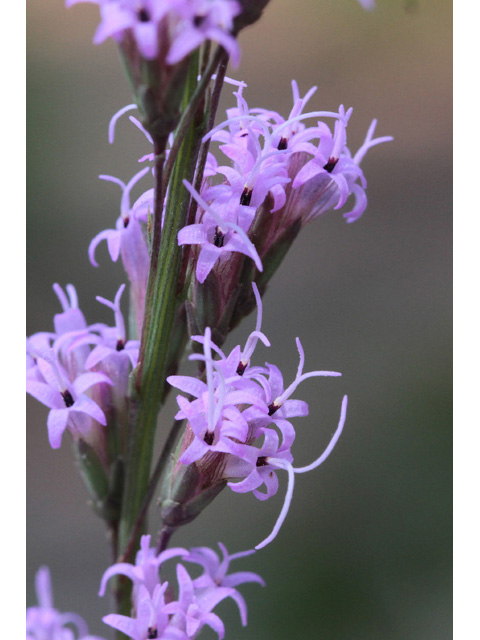 Liatris tenuifolia (Shortleaf blazing star) #59107