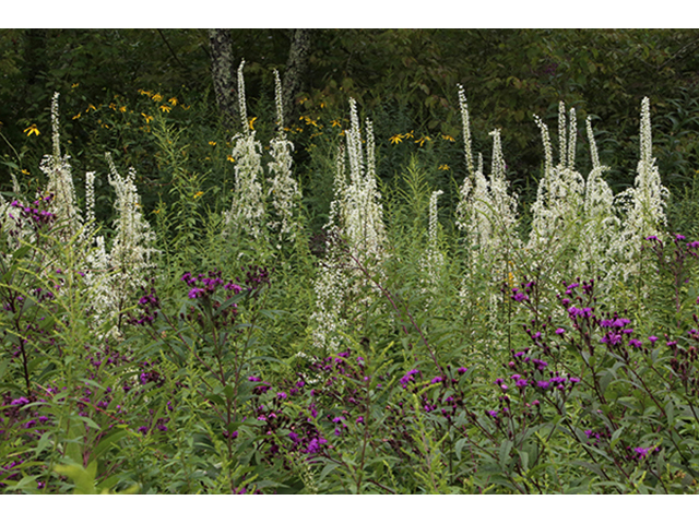 Stenanthium gramineum var. robustum (Eastern featherbells) #89963