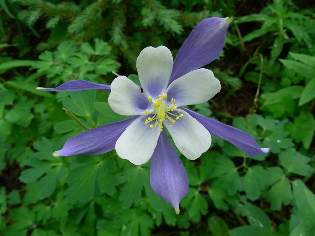 Aquilegia coerulea (Colorado blue columbine) #44378