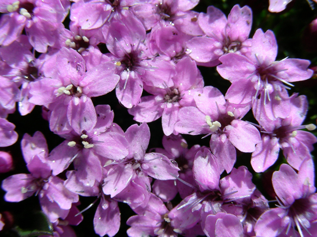 Silene acaulis (Moss campion) #44381