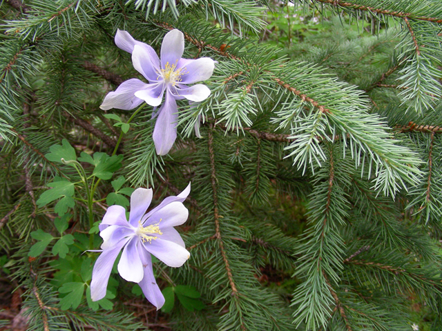 Aquilegia coerulea (Colorado blue columbine) #45658