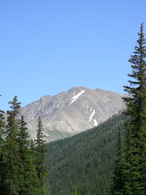 Picea engelmannii (Engelmann's spruce) #45697