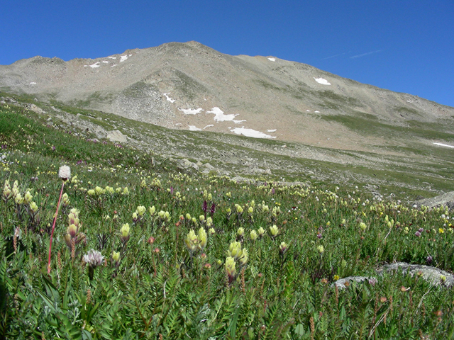 Castilleja occidentalis (Western indian paintbrush) #45717