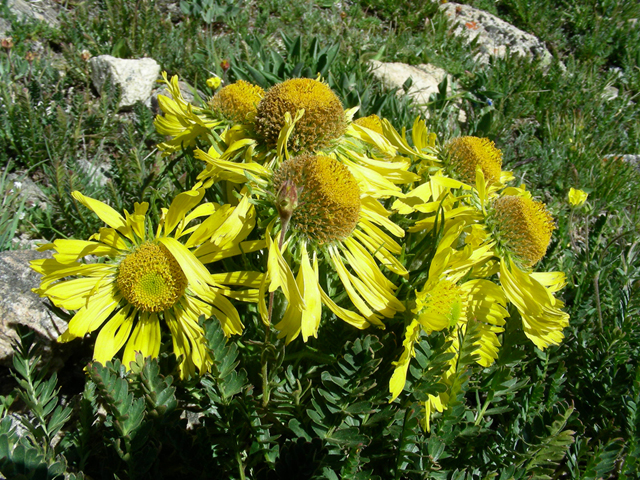 Tetraneuris grandiflora (Graylocks four-nerve daisy) #45720