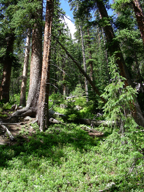 Picea engelmannii (Engelmann's spruce) #45731