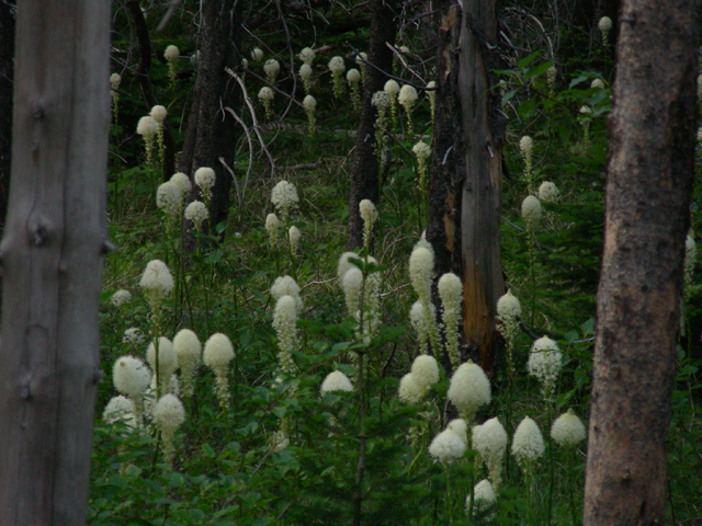 Xerophyllum tenax (Common beargrass) #53177