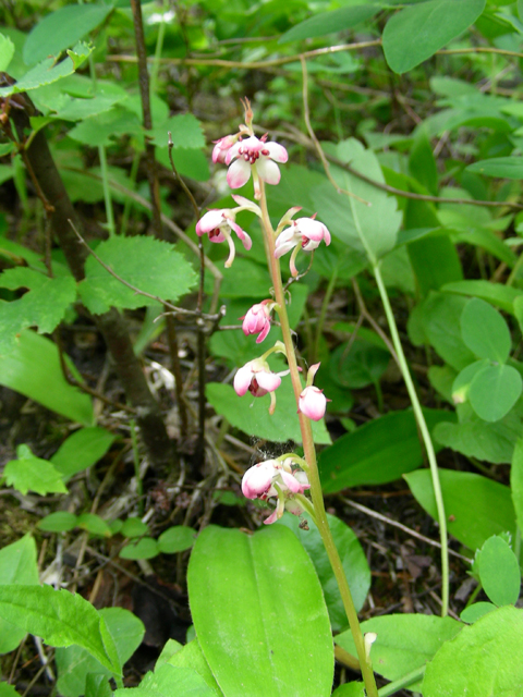 Pyrola asarifolia (Liverleaf wintergreen) #53191