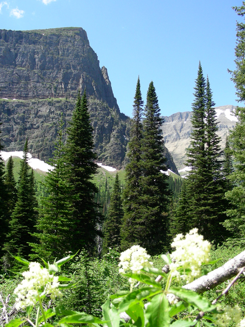 Picea glauca (White spruce) #53227