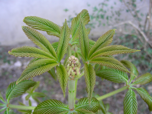 Aesculus pavia (Red buckeye) #53238