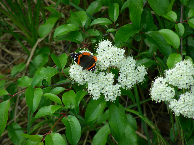 Viburnum rufidulum (Rusty blackhaw viburnum) #53239