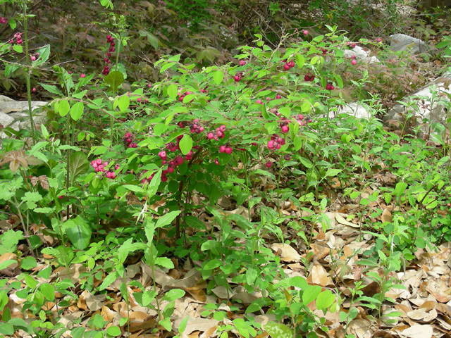 Symphoricarpos orbiculatus (Coralberry) #53243