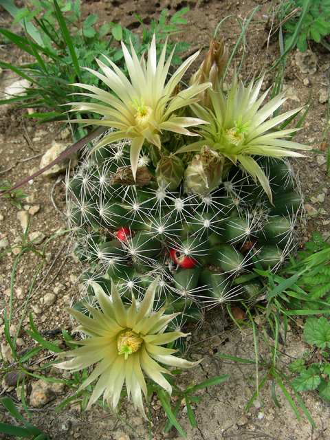 Escobaria missouriensis (Missouri foxtail cactus) #87194