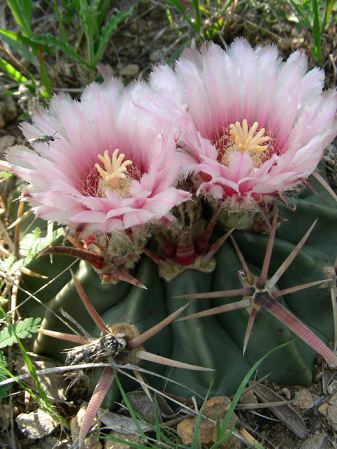 Echinocactus texensis (Horse crippler) #87201