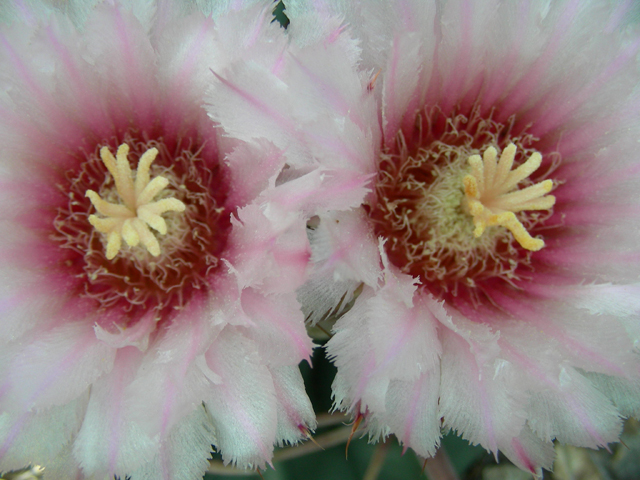 Echinocactus texensis (Horse crippler) #87202