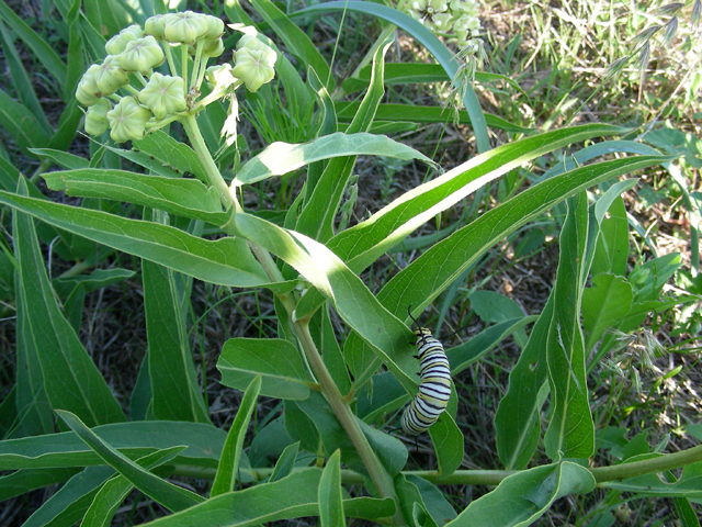 Asclepias asperula ssp. capricornu (Antelope-horns) #87209