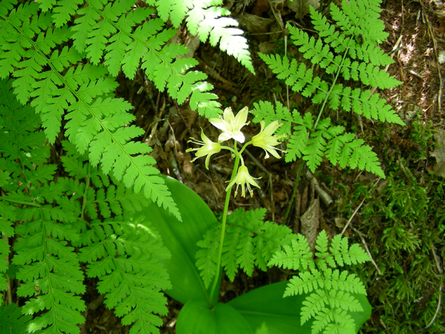 Clintonia borealis (Bluebead) #87260